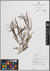 Foto von Salix eleagnos Scop.